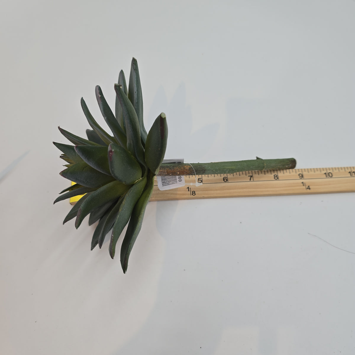 9&quot;D ECHEVERIA--CE3197-GR/GY