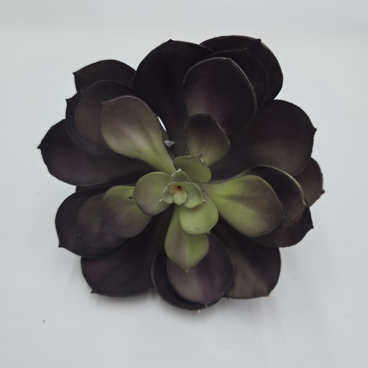 Echeveria--cke038-pu