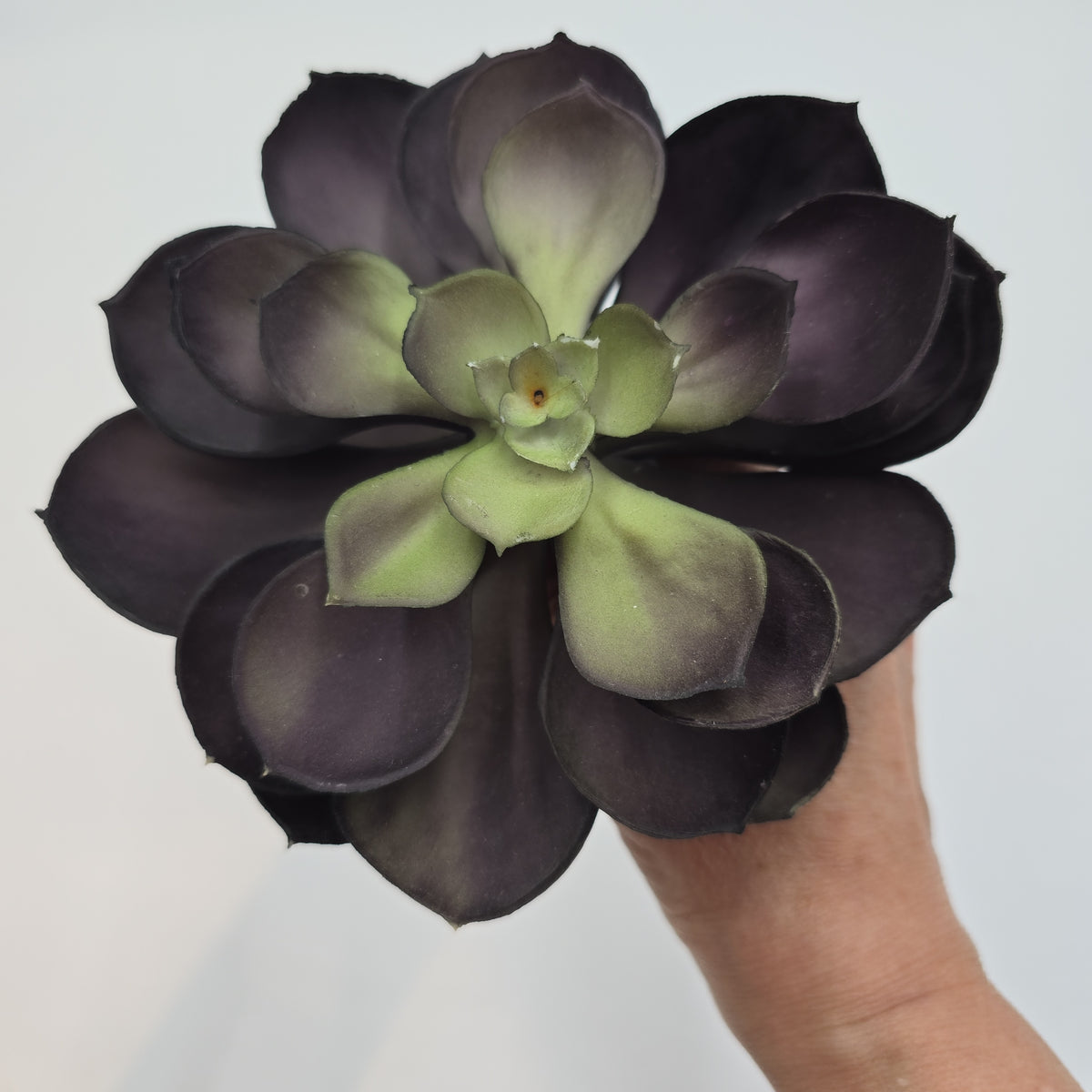 Echeveria--cke038-pu