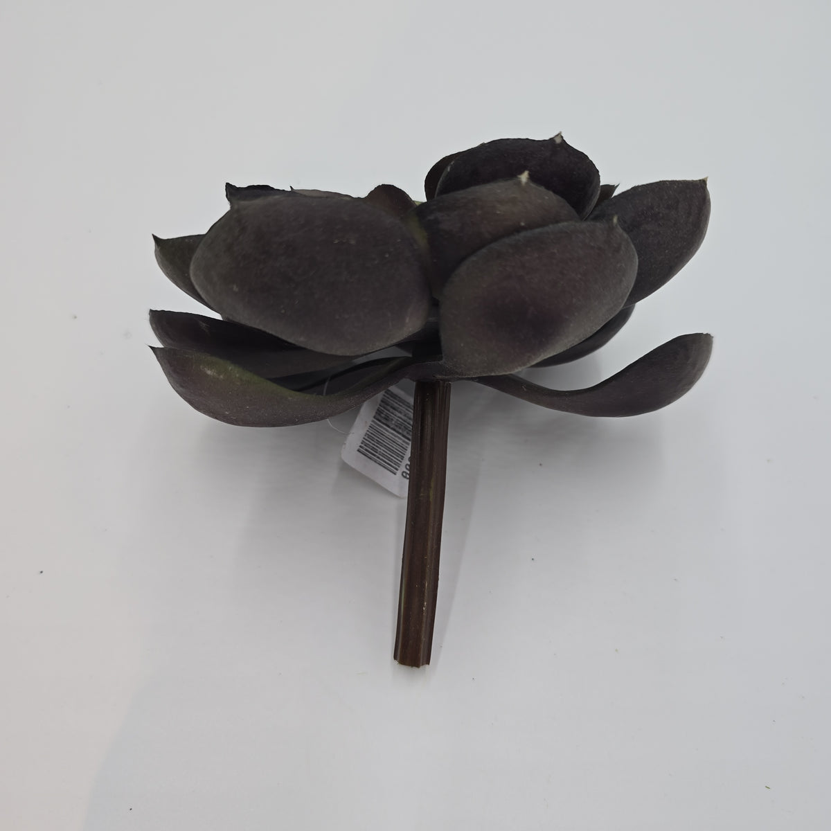 Echeveria--cke038-pu