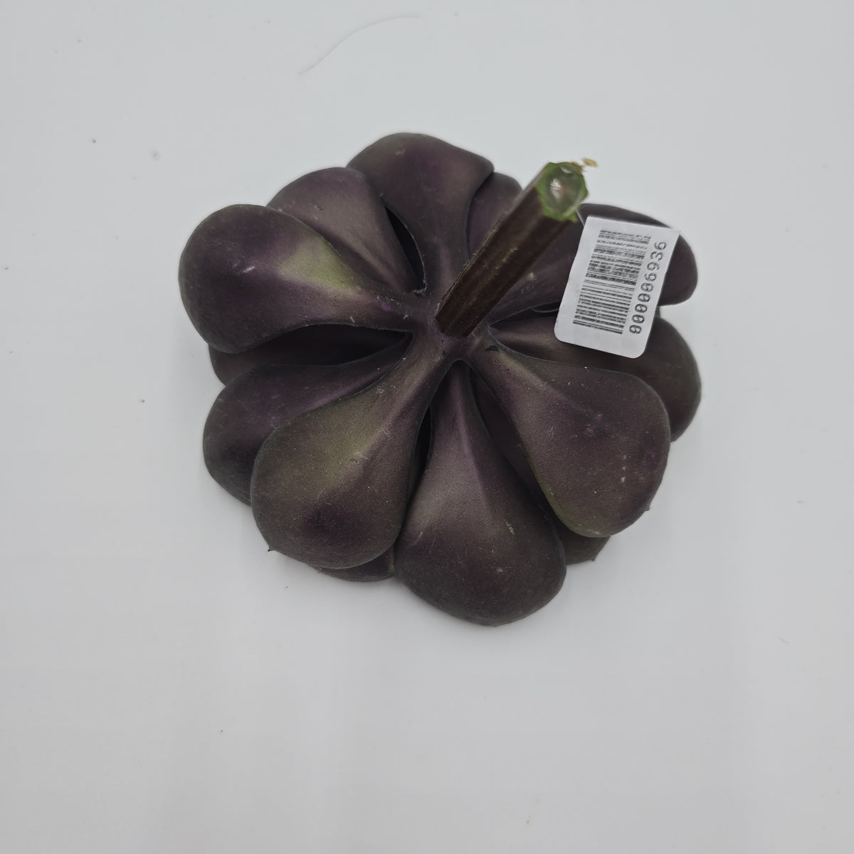 Echeveria--cke038-pu