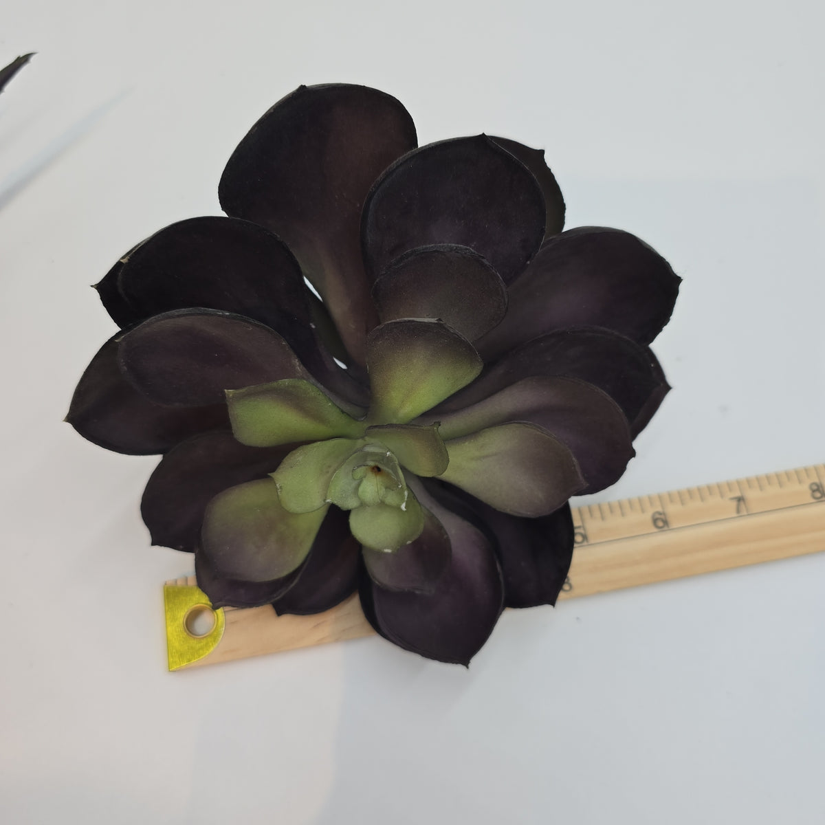 Echeveria--cke038-pu