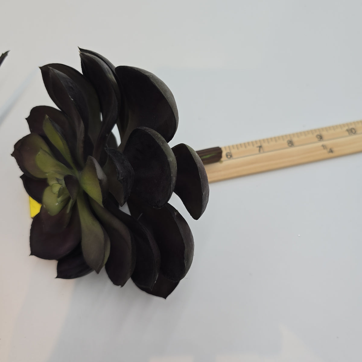 Echeveria--cke038-pu