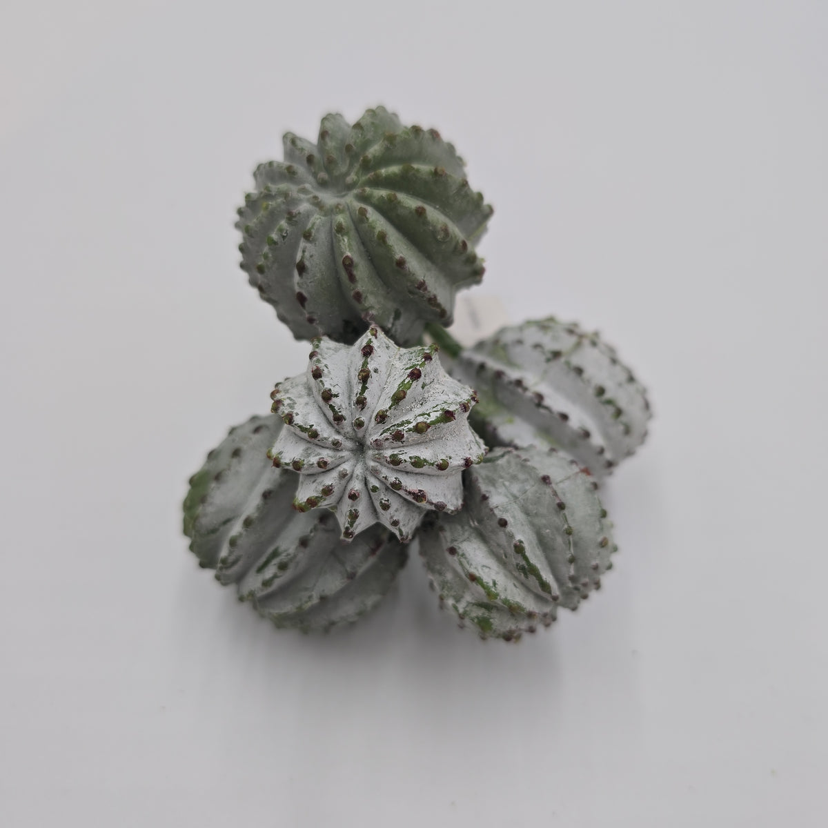 8" Barrel Cactus--cc2151-gr/gy