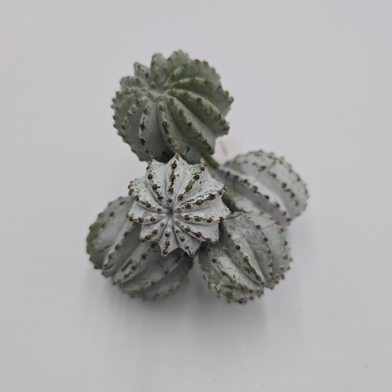 8" Barrel Cactus--cc2151-gr/gy