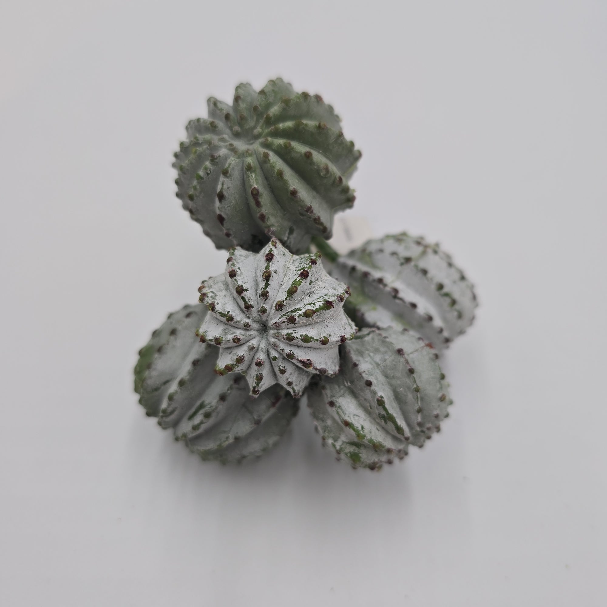 8" Barrel Cactus--cc2151-gr/gy