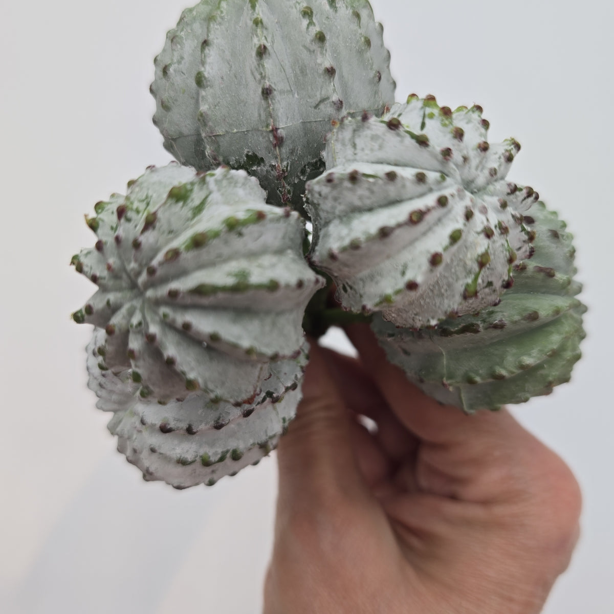 8" Barrel Cactus--cc2151-gr/gy
