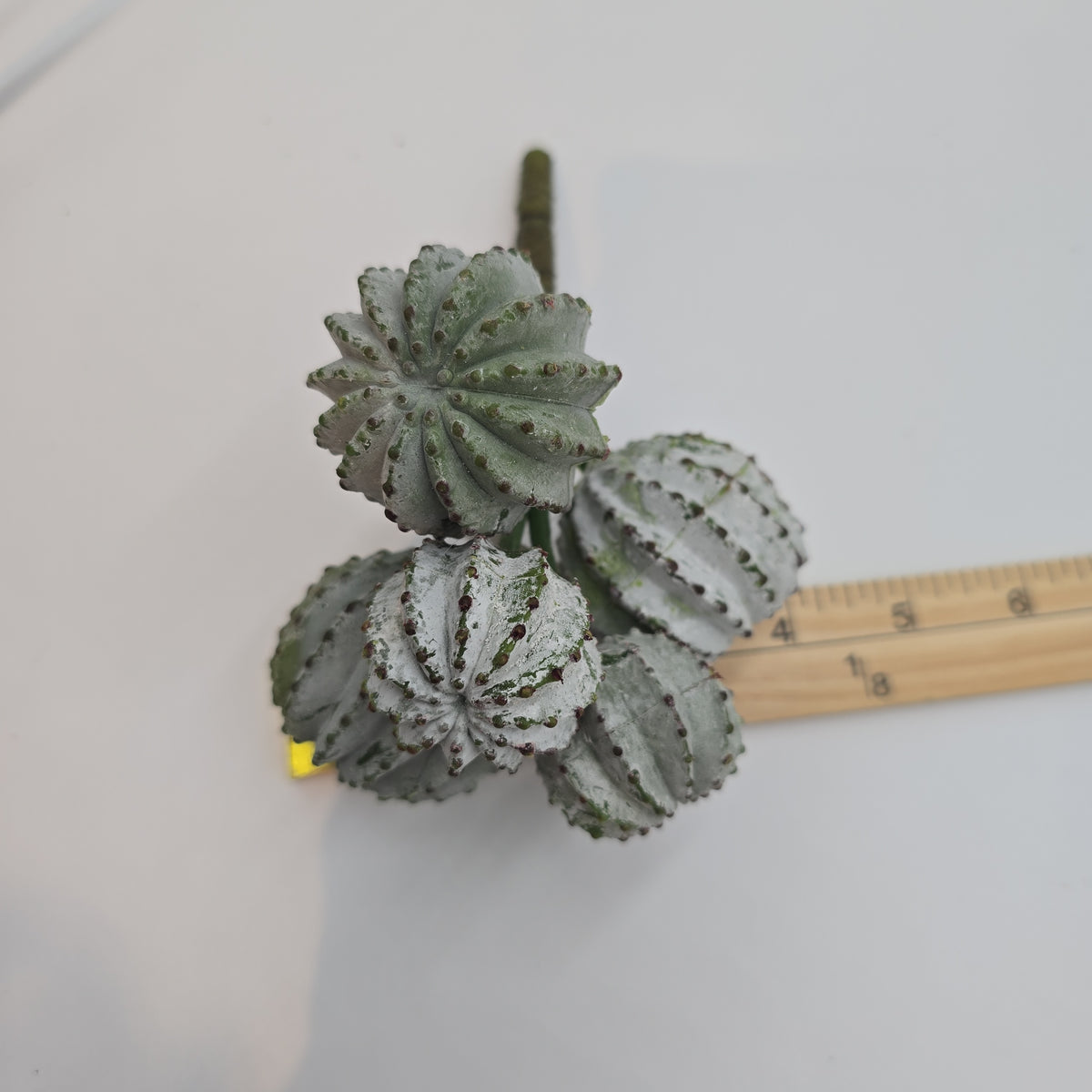 8" Barrel Cactus--cc2151-gr/gy