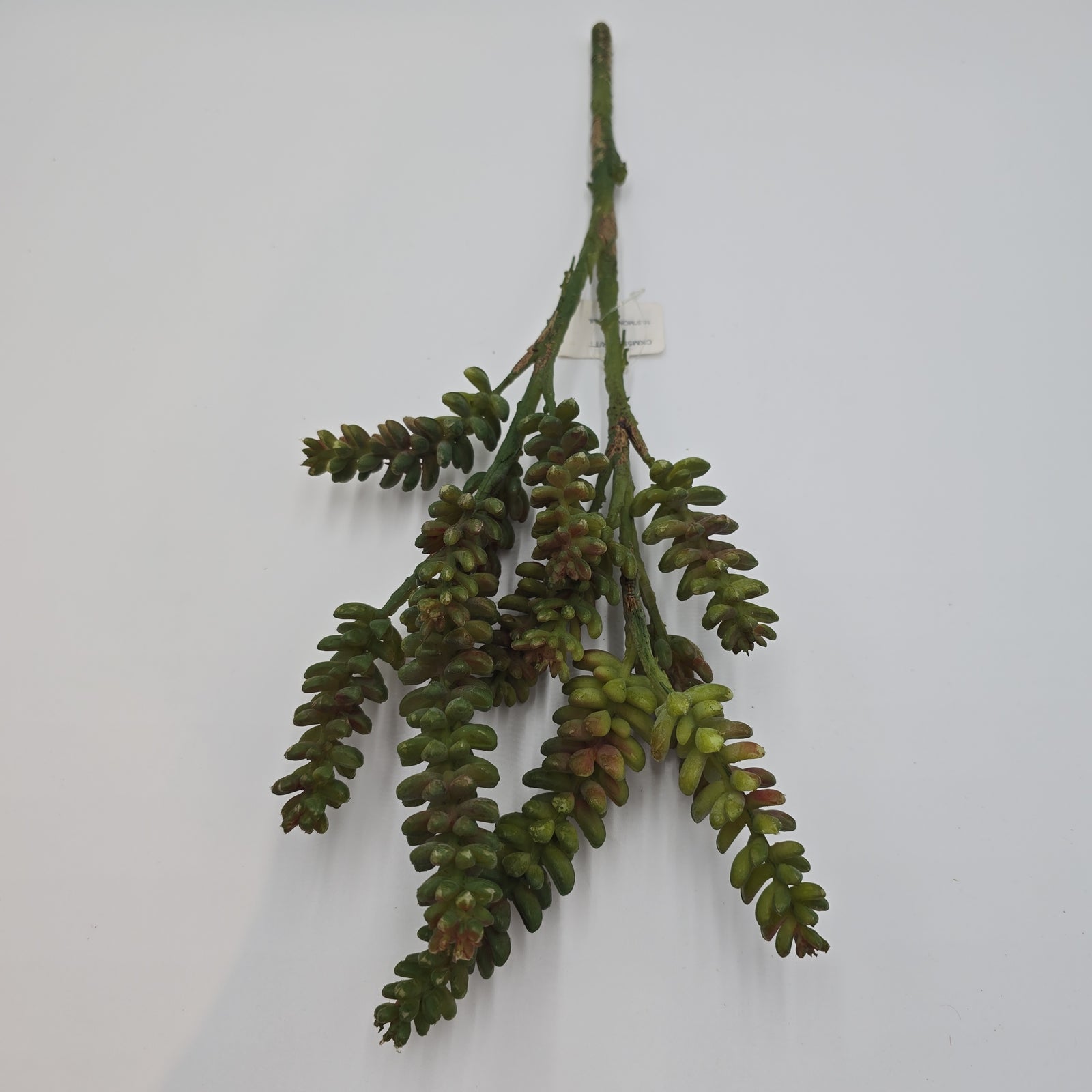 Donkey Tail--19.5" Succulent (TALL)