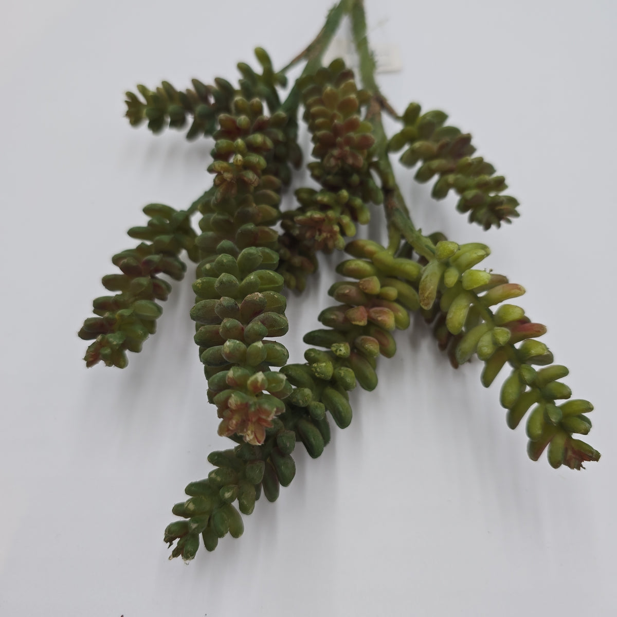 Donkey Tail--19.5&quot; Succulent (TALL)