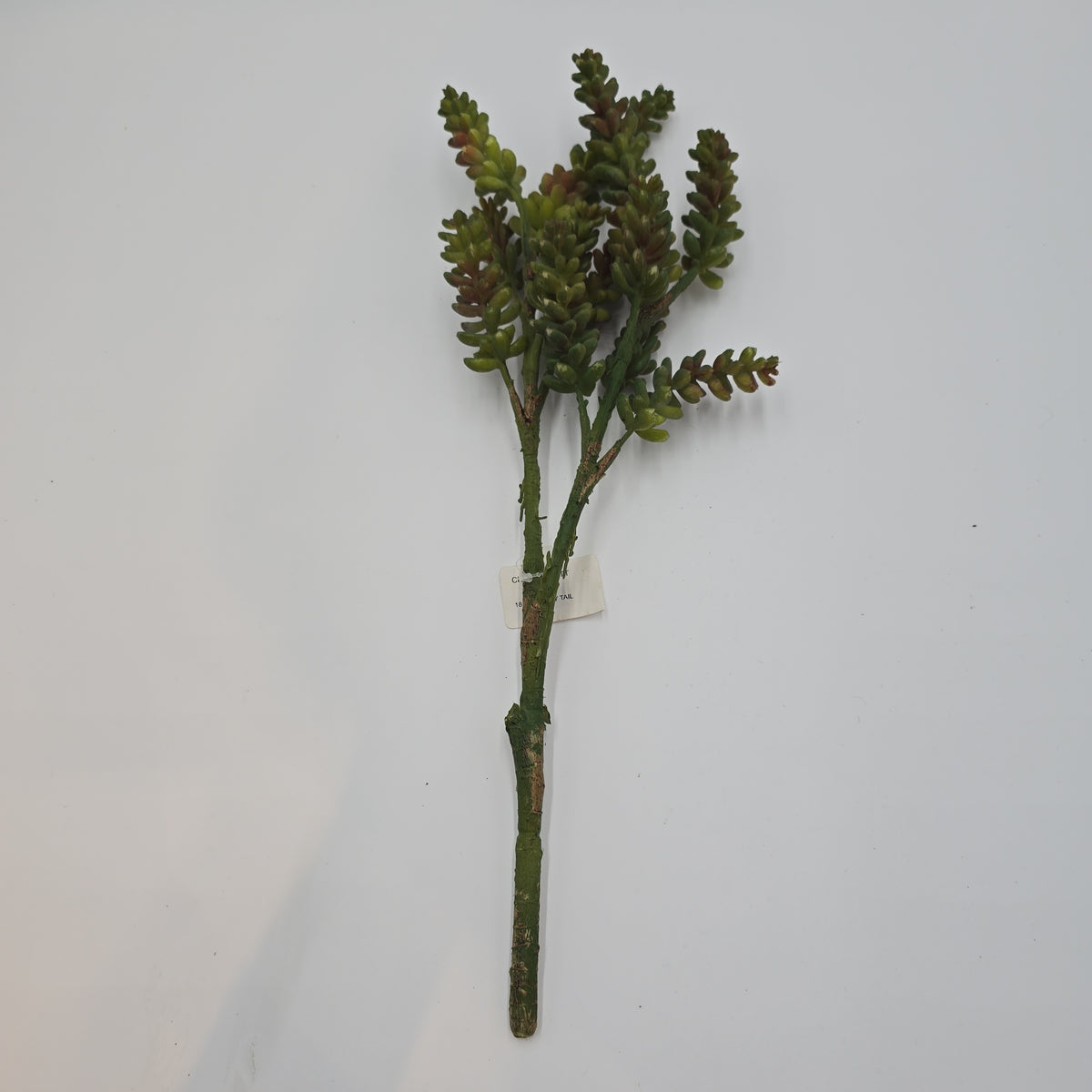 succulent tall stem Donkey Tail--19.5" Succulent (TALL)