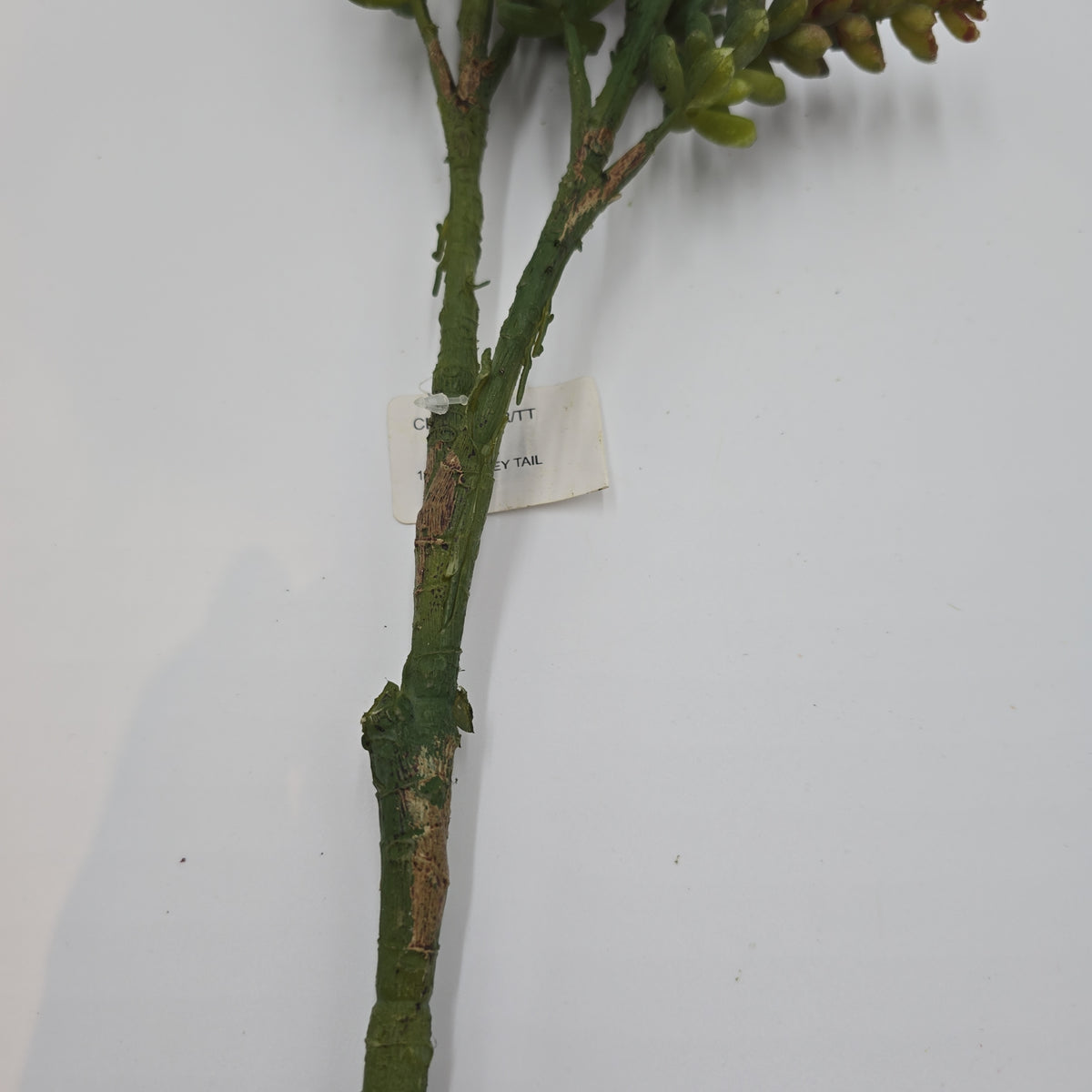 Donkey Tail--19.5&quot; Succulent (TALL)