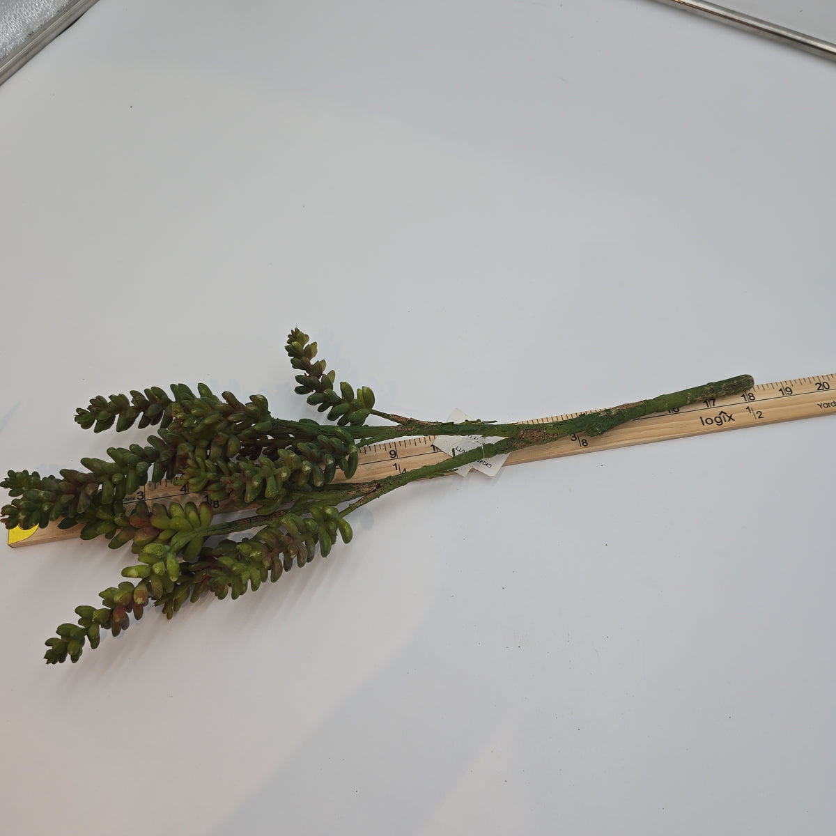 Donkey Tail--19.5&quot; Succulent (TALL)