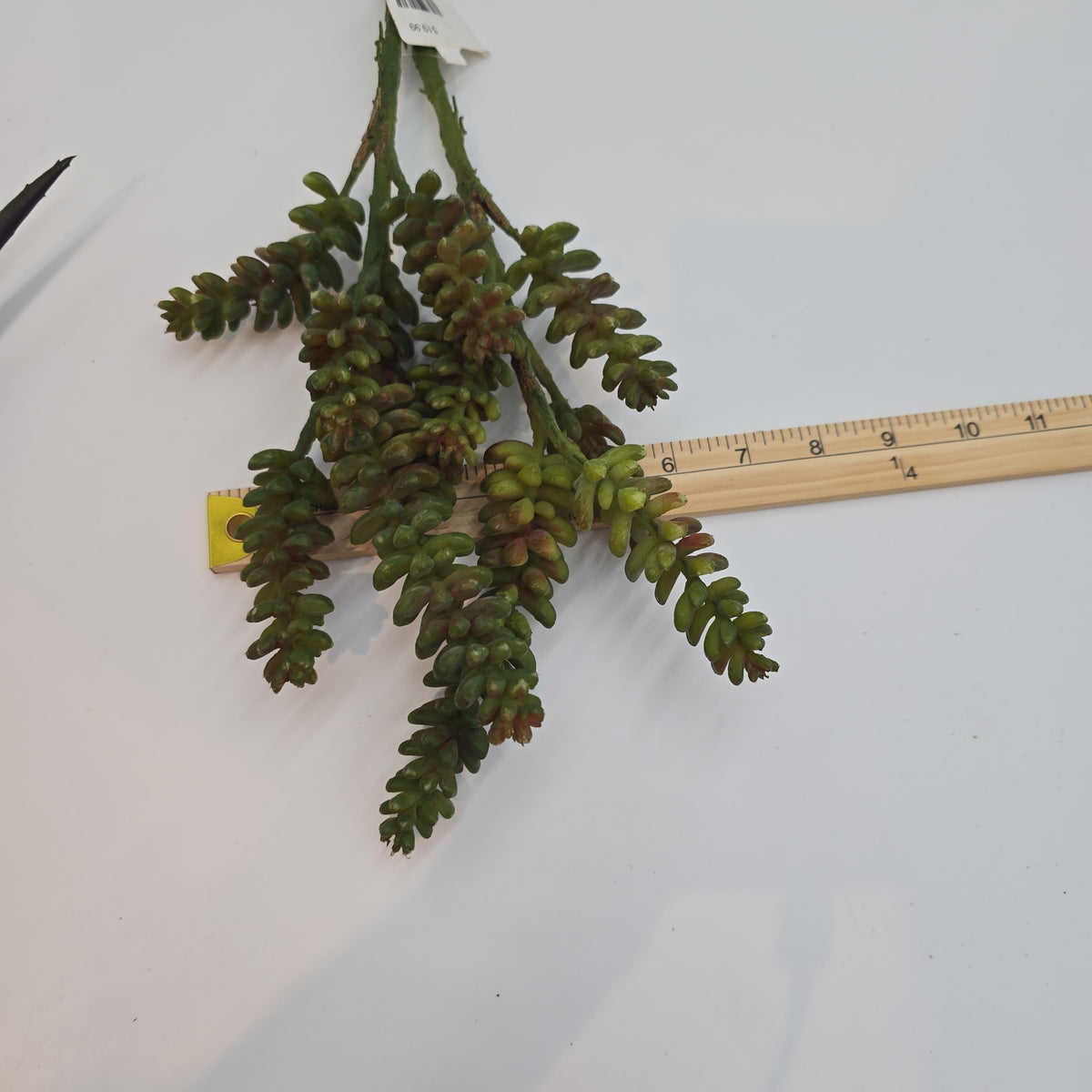 Donkey Tail--19.5&quot; Succulent (TALL)