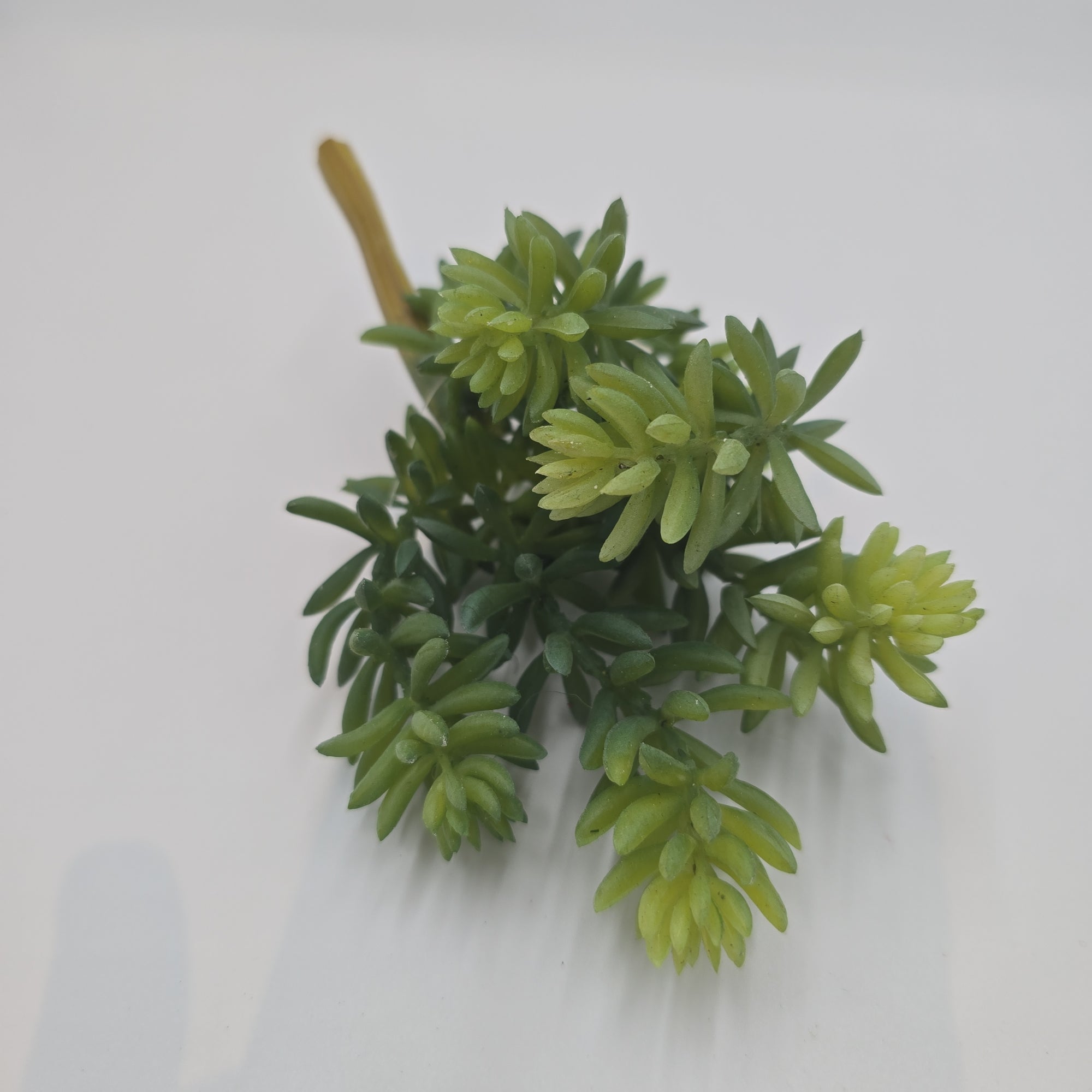 7" Sedum--#cs3012-gr/gy