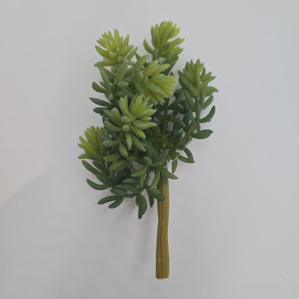7&quot; Sedum--#cs3012-gr/gy
