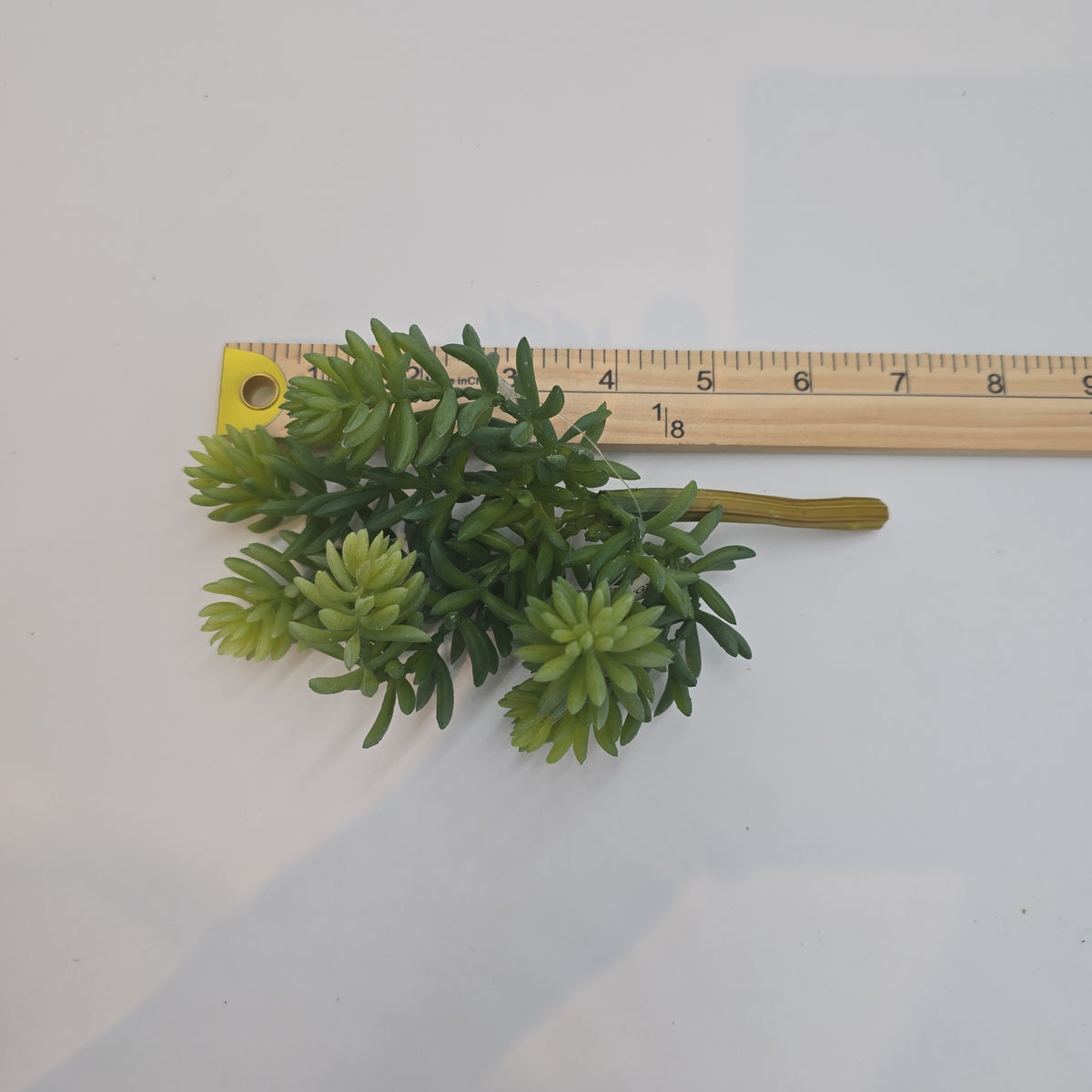 7&quot; Sedum--#cs3012-gr/gy