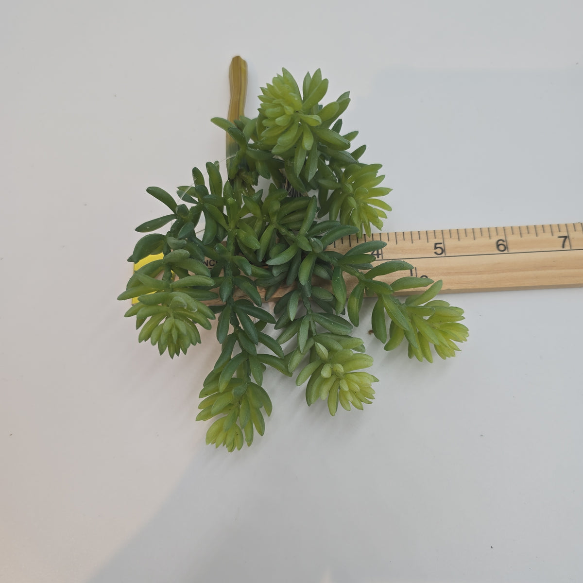 7&quot; Sedum--#cs3012-gr/gy