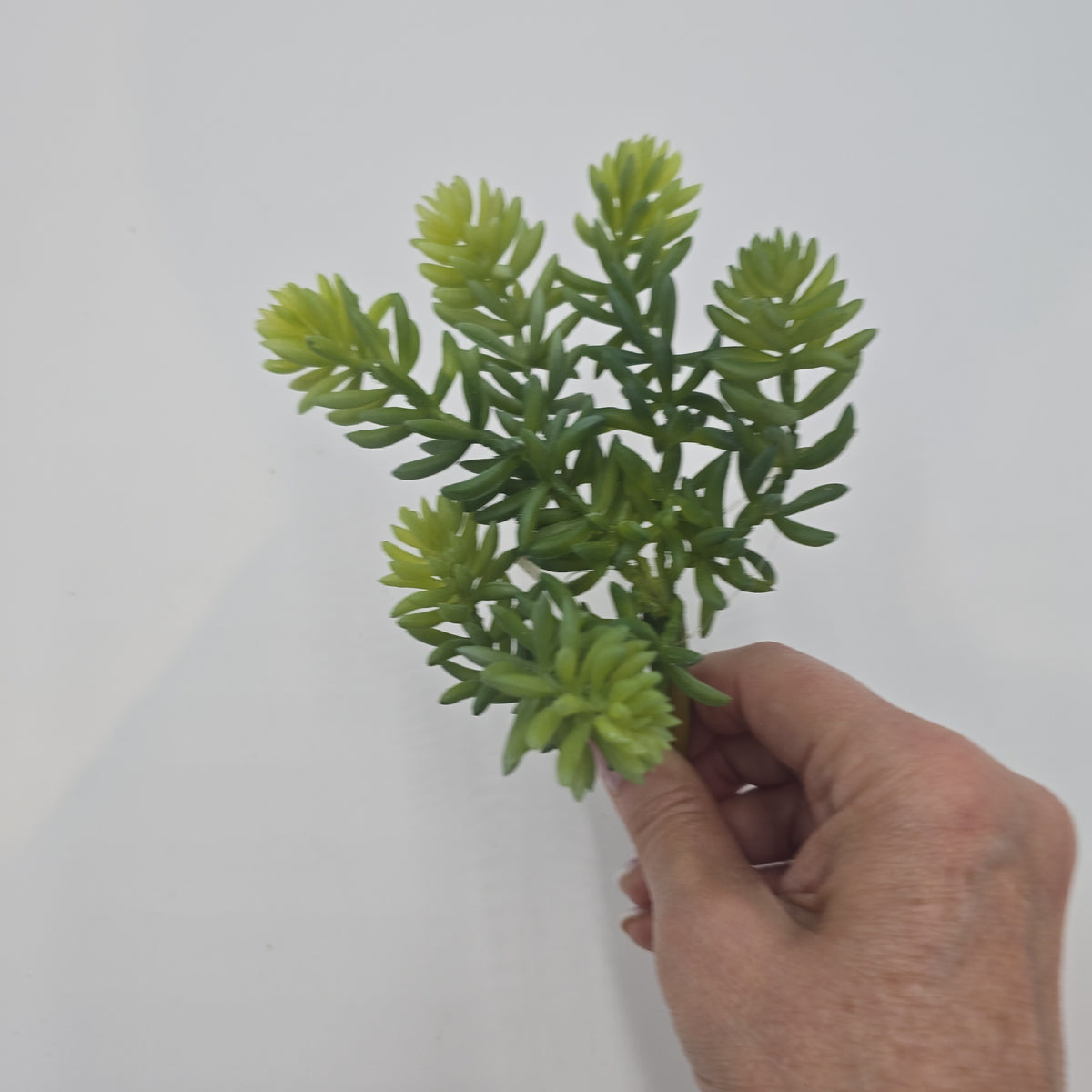 7&quot; Sedum--#cs3012-gr/gy