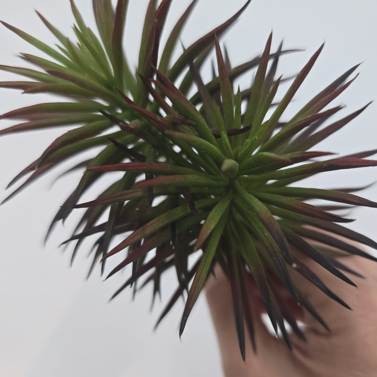 Spiky Senecio--cs7009-bu