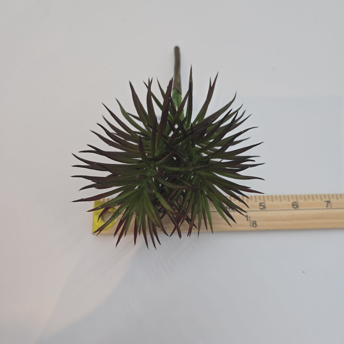 Spiky Senecio--cs7009-bu