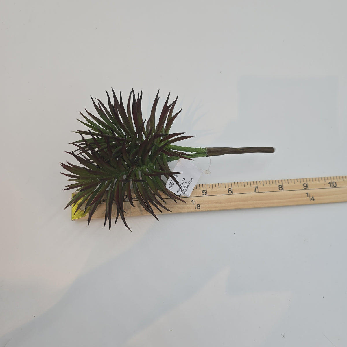 Spiky Senecio--cs7009-bu