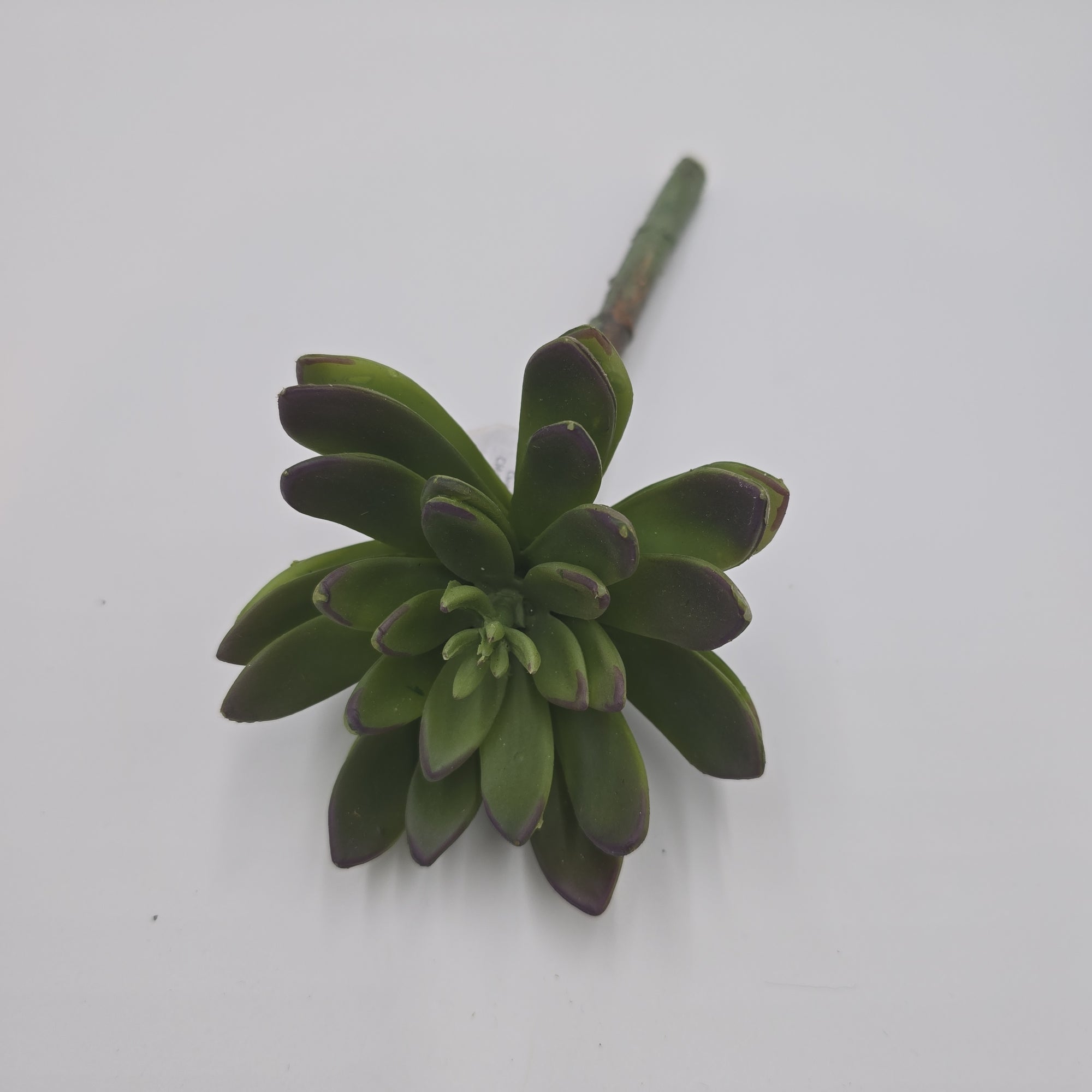 9H ECHEVERIA--CM4313-GR/BU