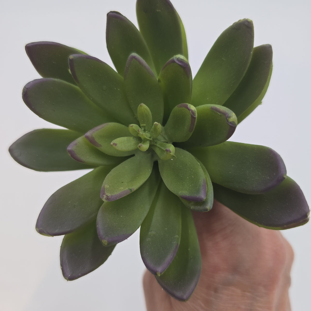 9H ECHEVERIA--CM4313-GR/BU