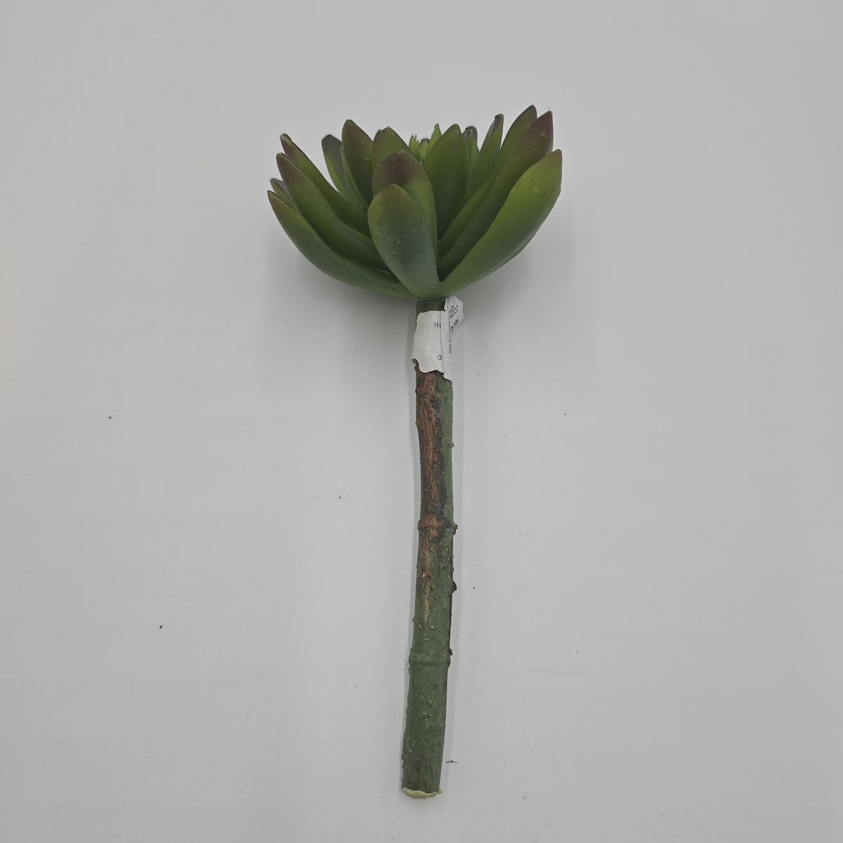 9H ECHEVERIA--CM4313-GR/BU