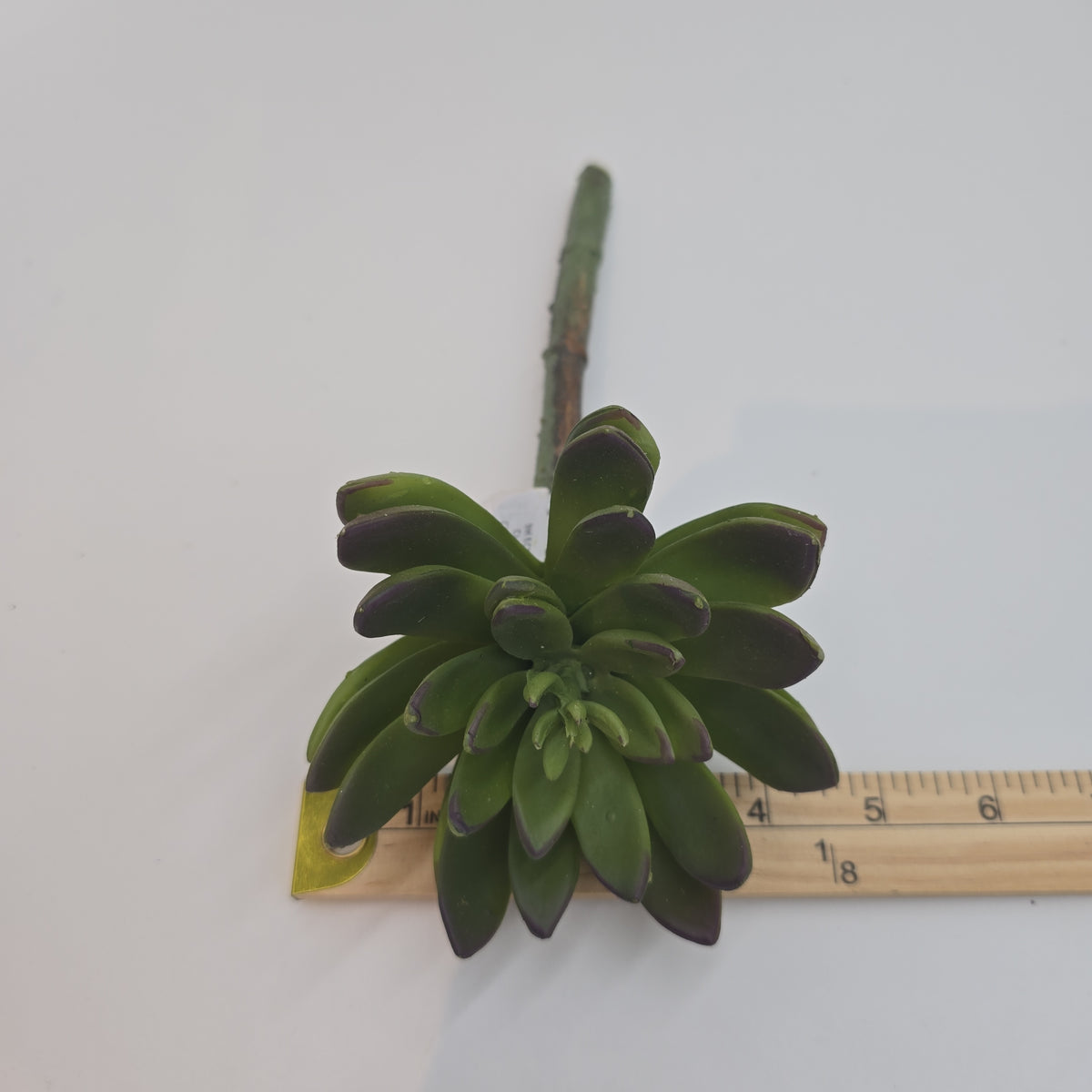 9H ECHEVERIA--CM4313-GR/BU