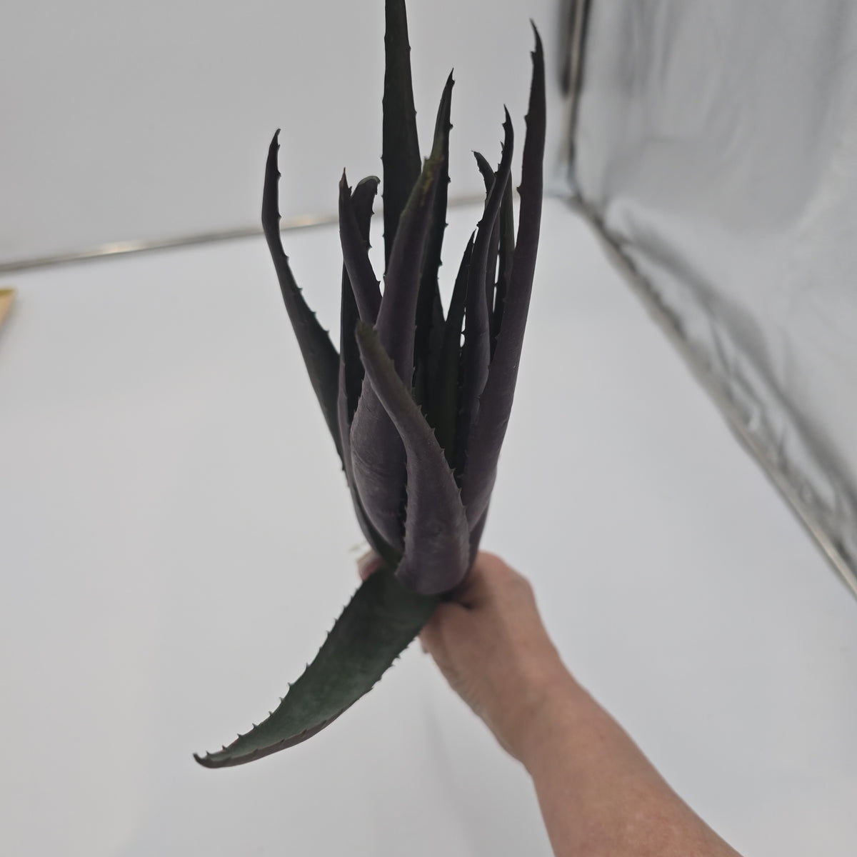 17&quot; Agave--#ca9514