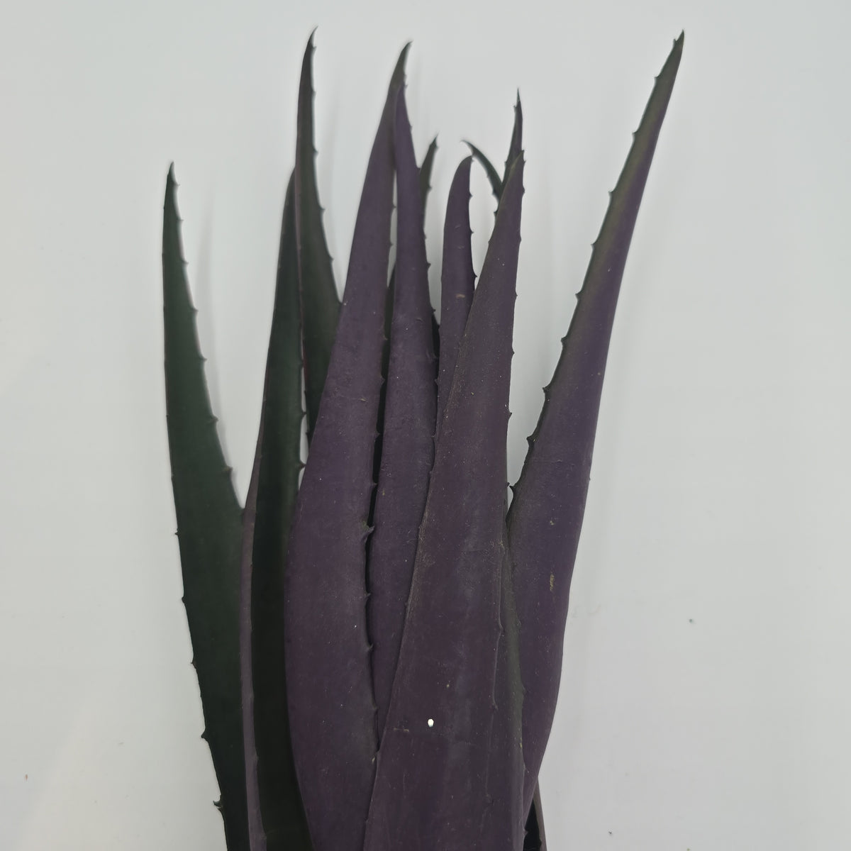 17&quot; Agave--#ca9514