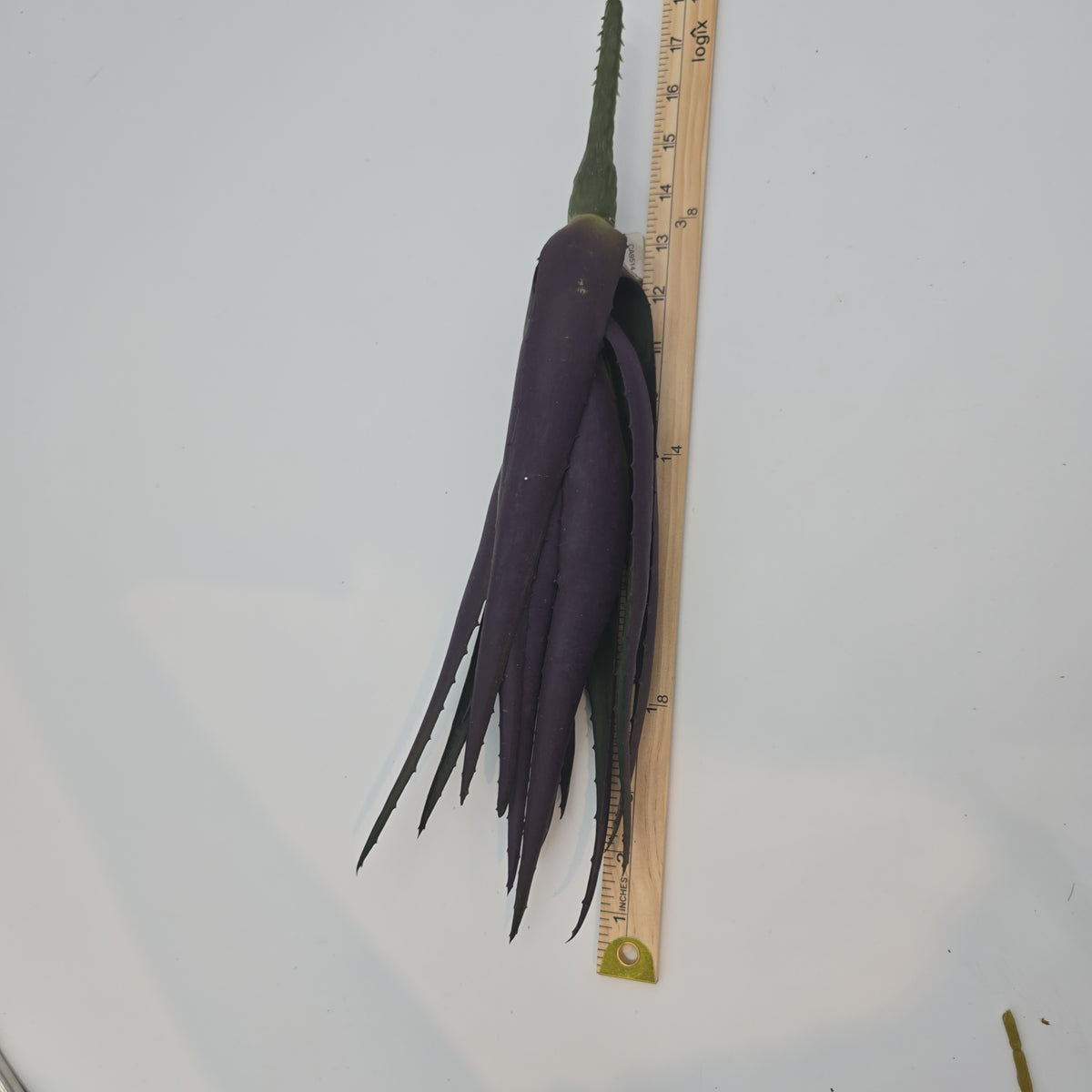 17&quot; Agave--#ca9514