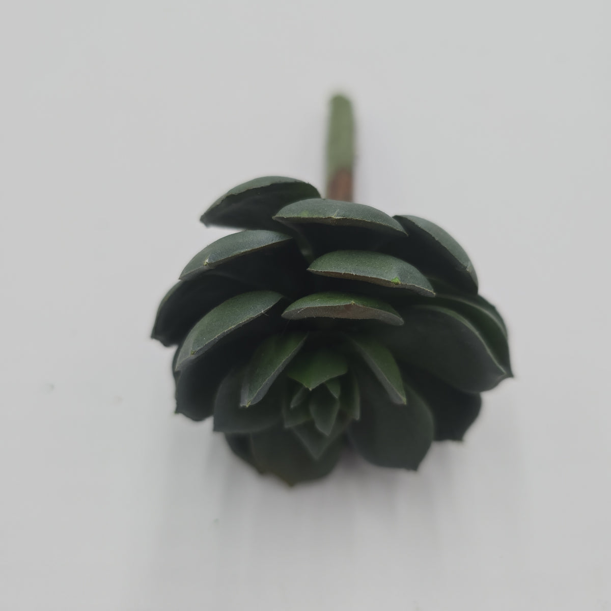 5H ECHEVERIA--CE8227-BU/GR