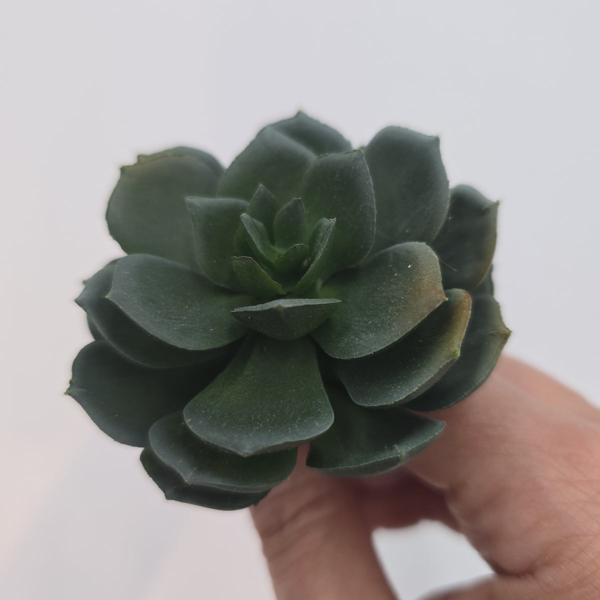 5H ECHEVERIA--CE8227-BU/GR