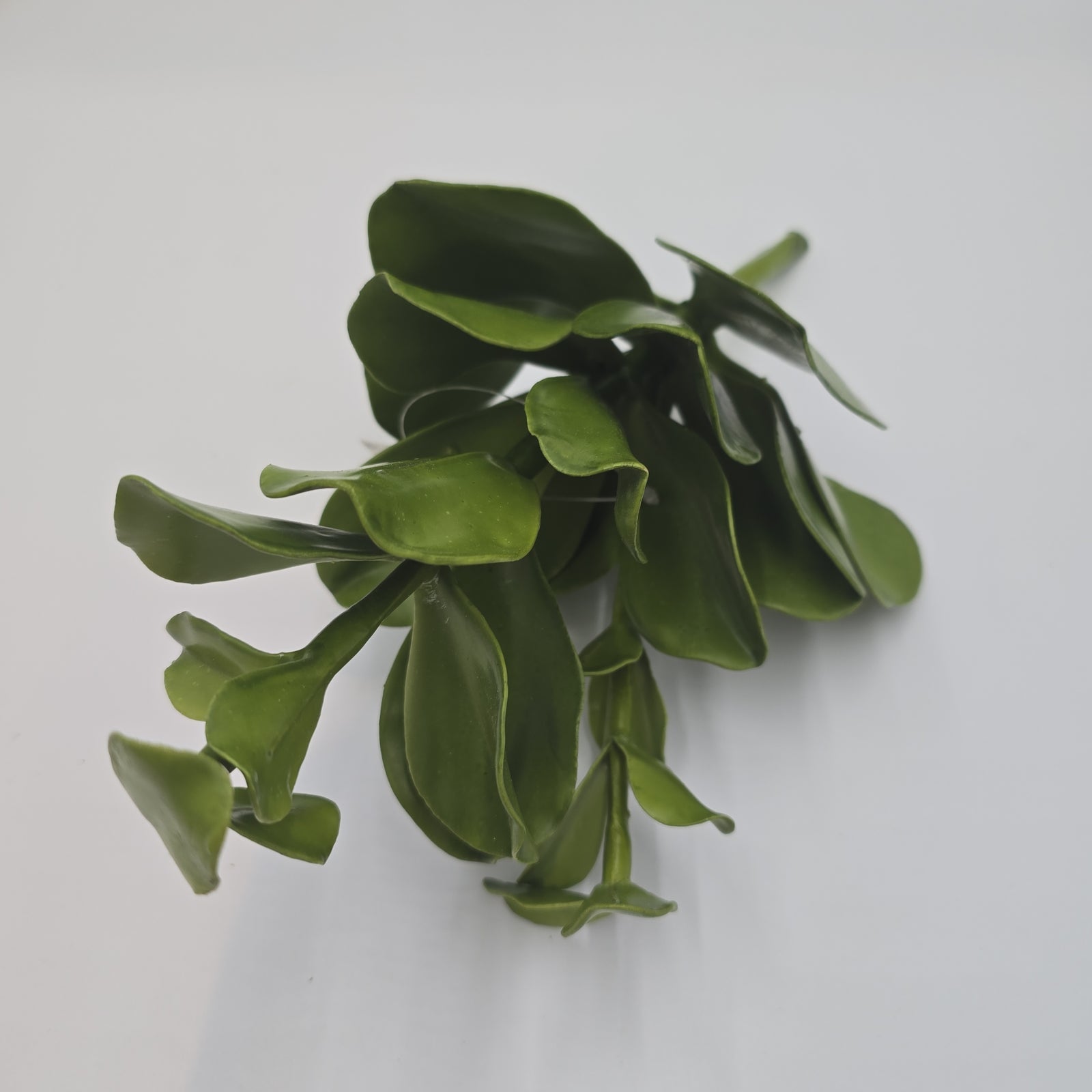 Echeveria--15" succulent ce0020-gr