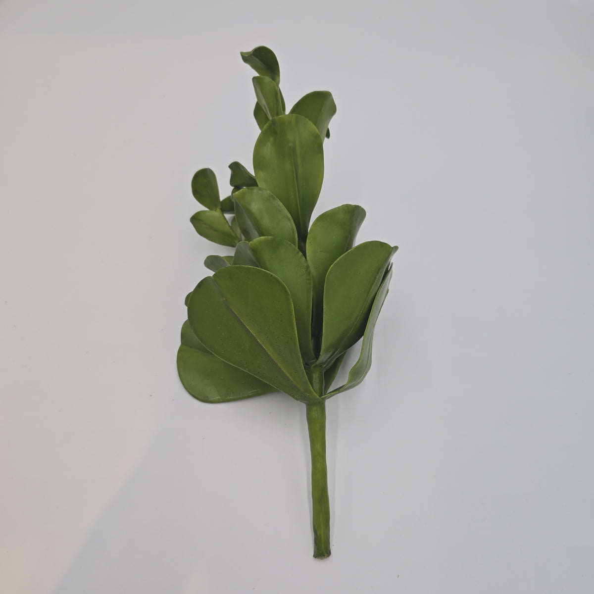 Echeveria--15&quot; succulent ce0020-gr