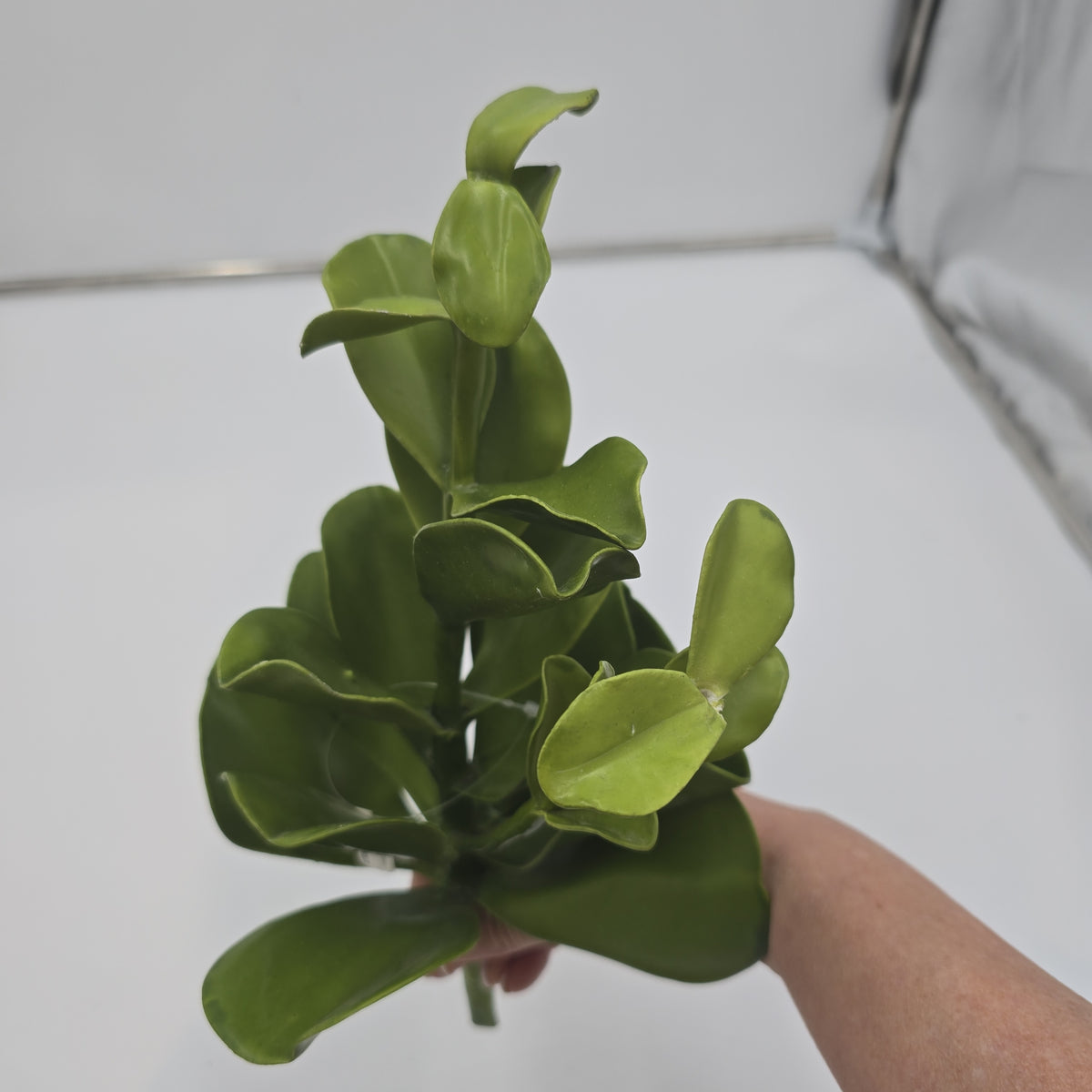 Echeveria--15&quot; succulent ce0020-gr