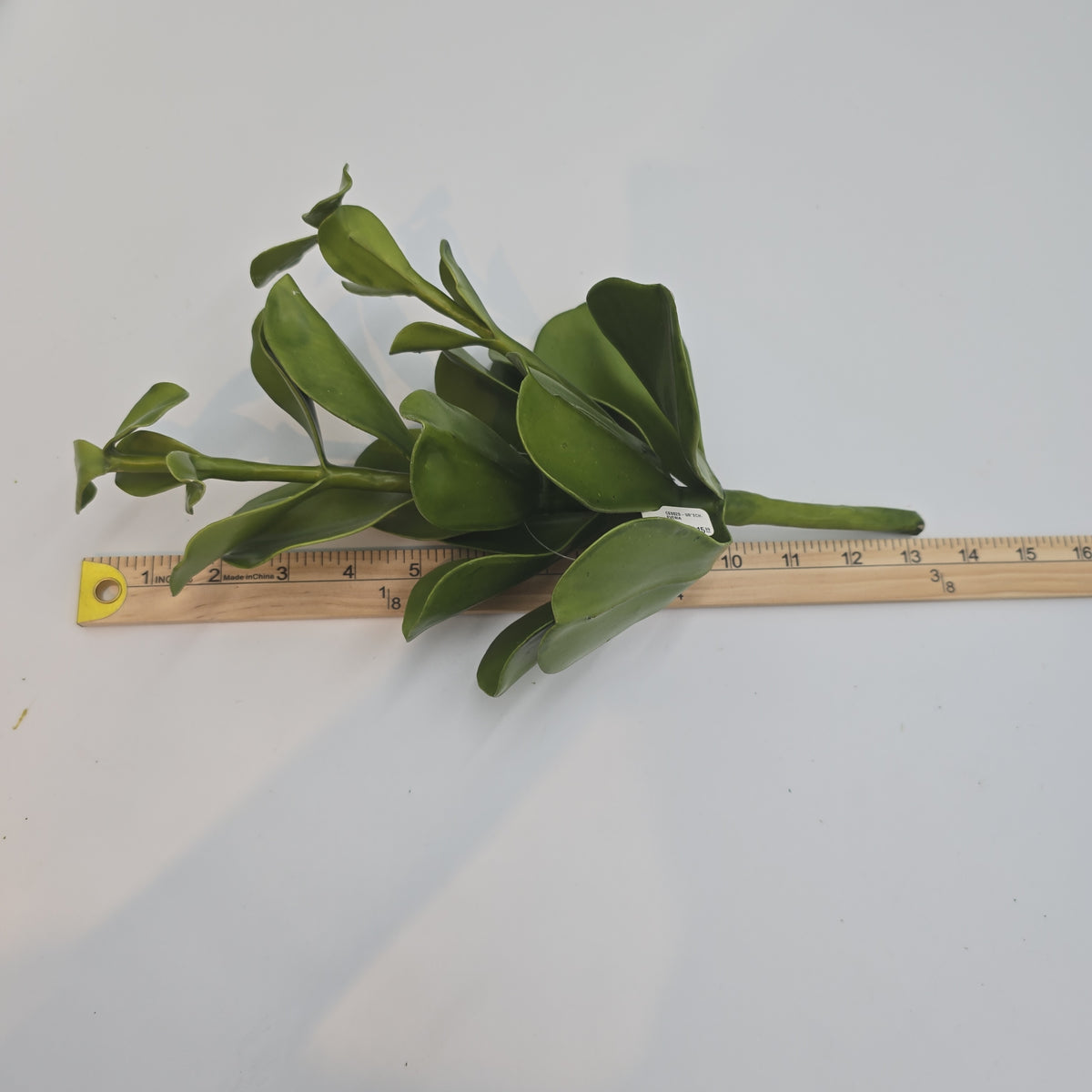 Echeveria--15&quot; succulent ce0020-gr