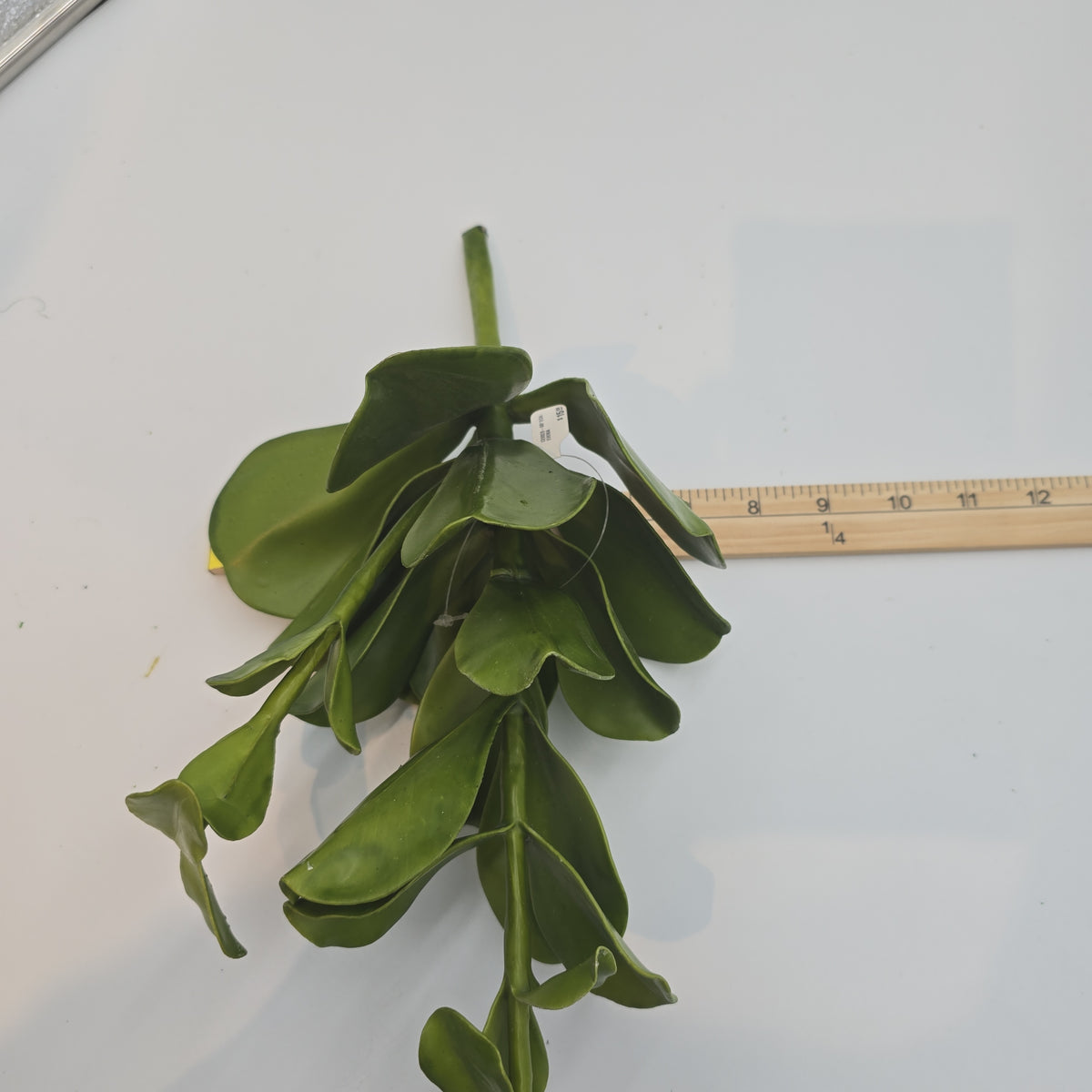 Echeveria--15&quot; succulent ce0020-gr