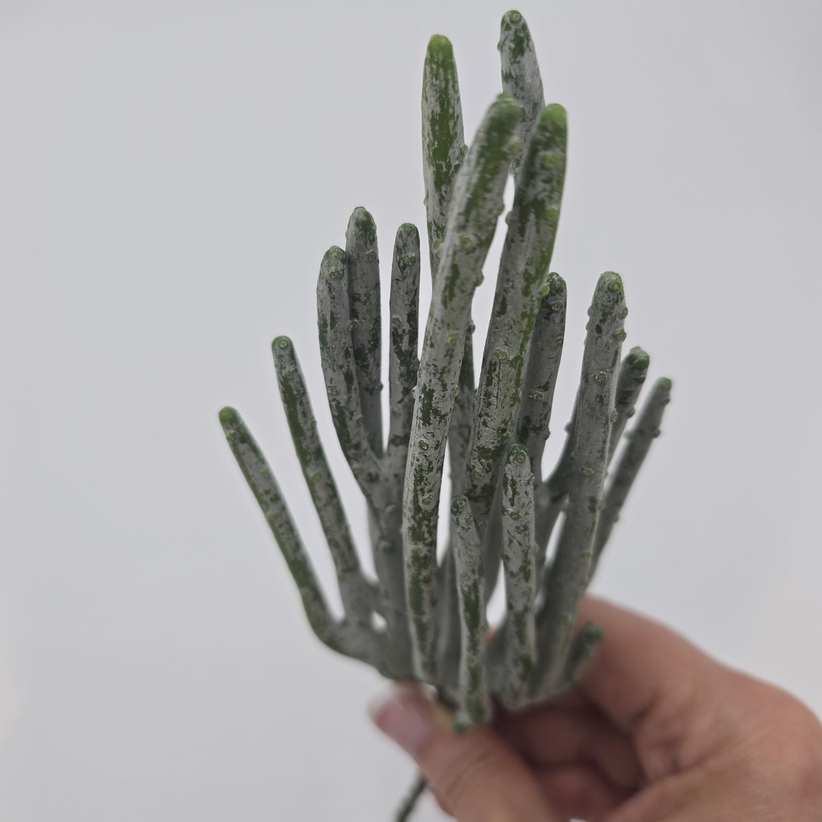 10&quot; Stick Cactus cc1824-gr/gy