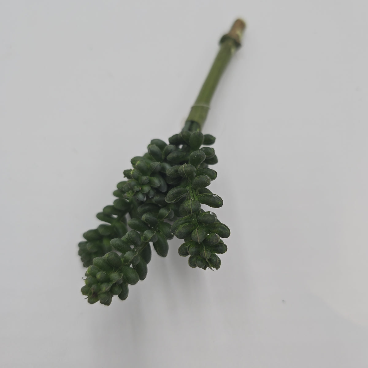 Sedum--6&quot; Succulent cs1016-gr/gy