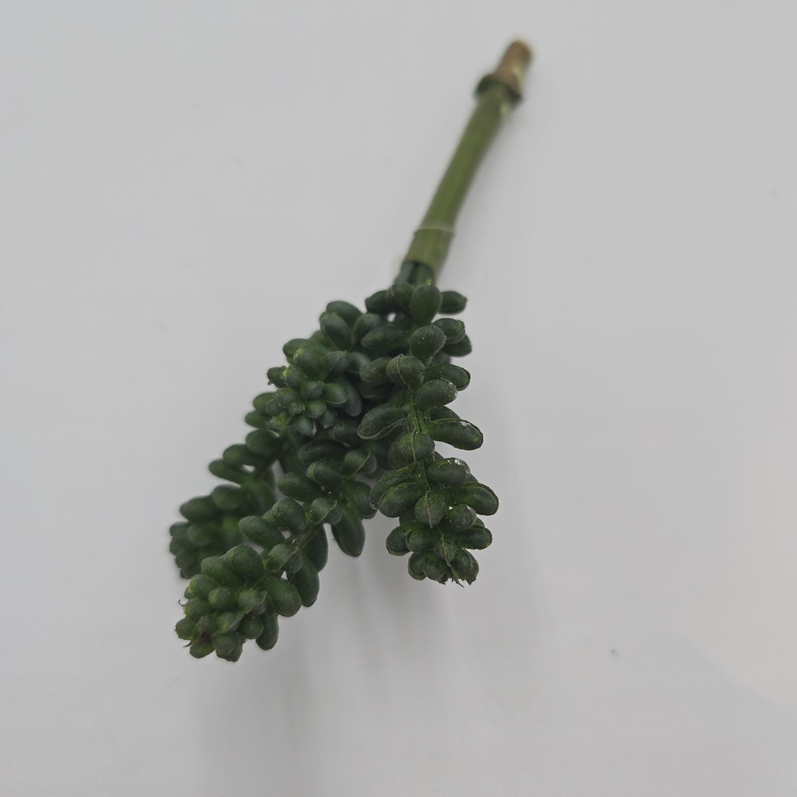 Sedum--6" Succulent cs1016-gr/gy