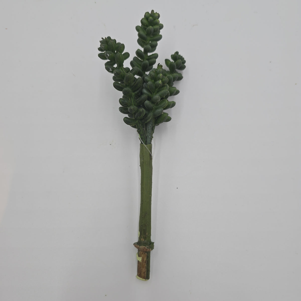 Sedum--6&quot; Succulent cs1016-gr/gy