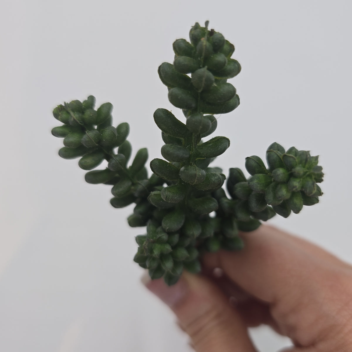 Sedum--6&quot; Succulent cs1016-gr/gy