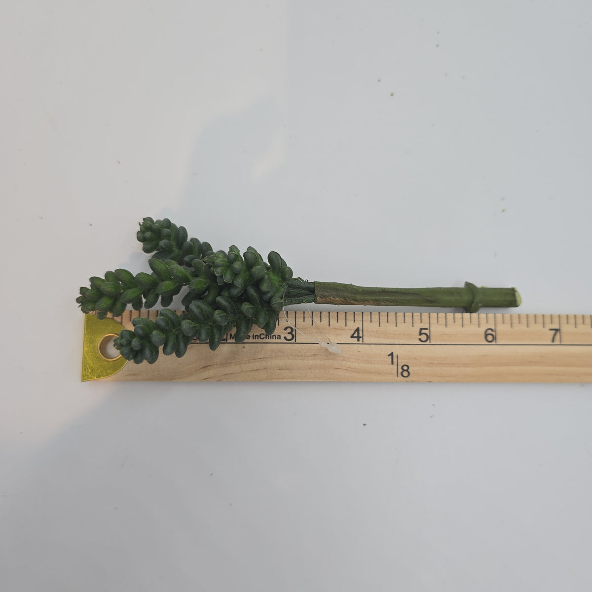 Sedum--6&quot; Succulent cs1016-gr/gy