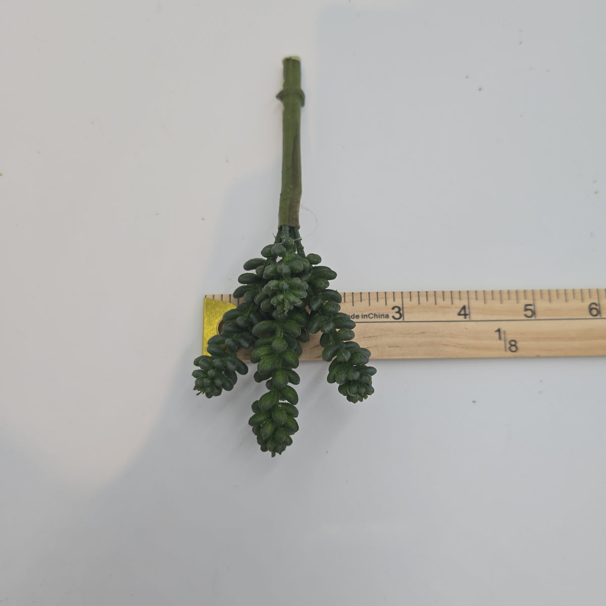 Sedum--6&quot; Succulent cs1016-gr/gy