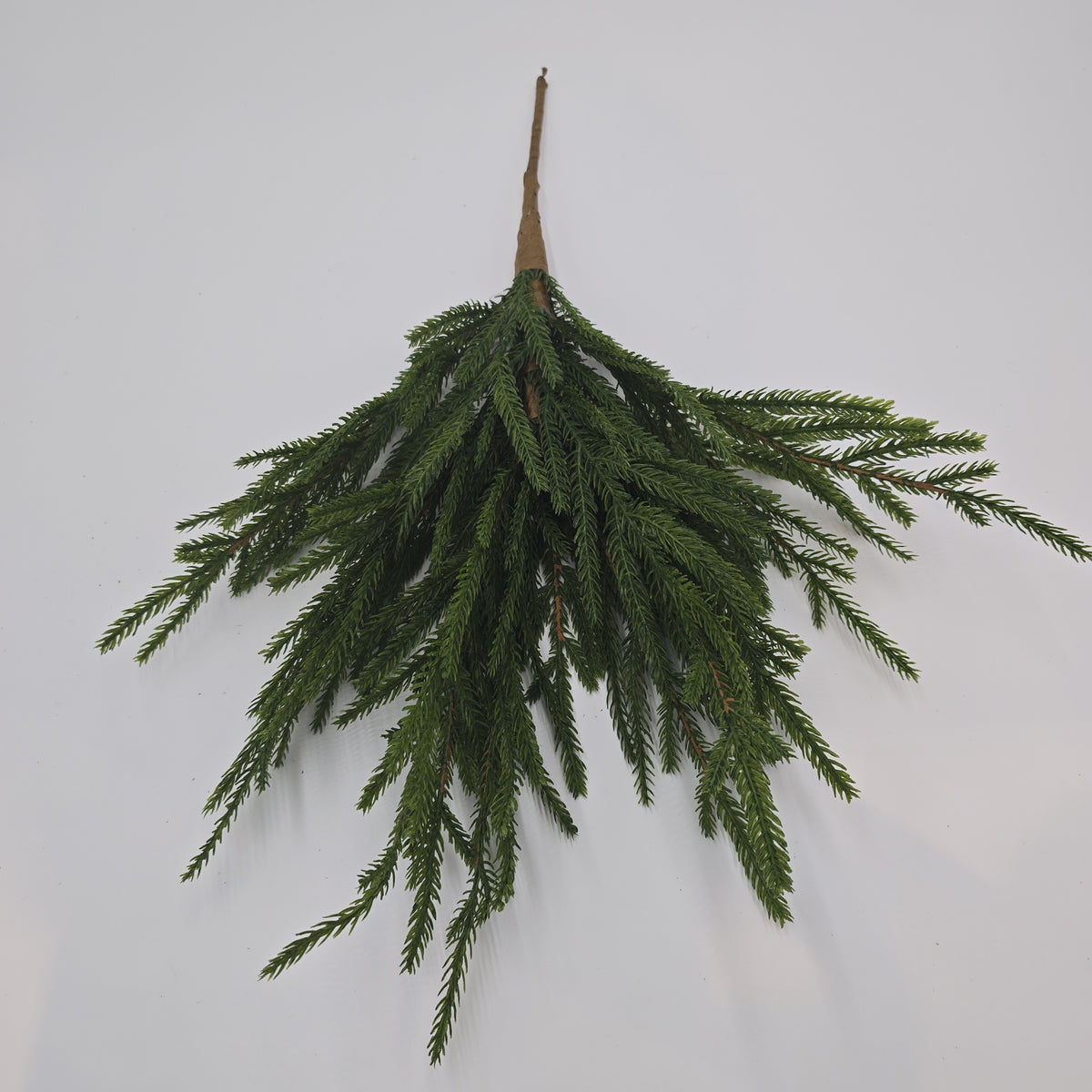 20&quot; Cypress Spry--#ysc110