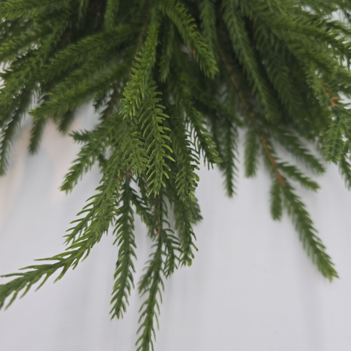 20&quot; Cypress Spry--#ysc110