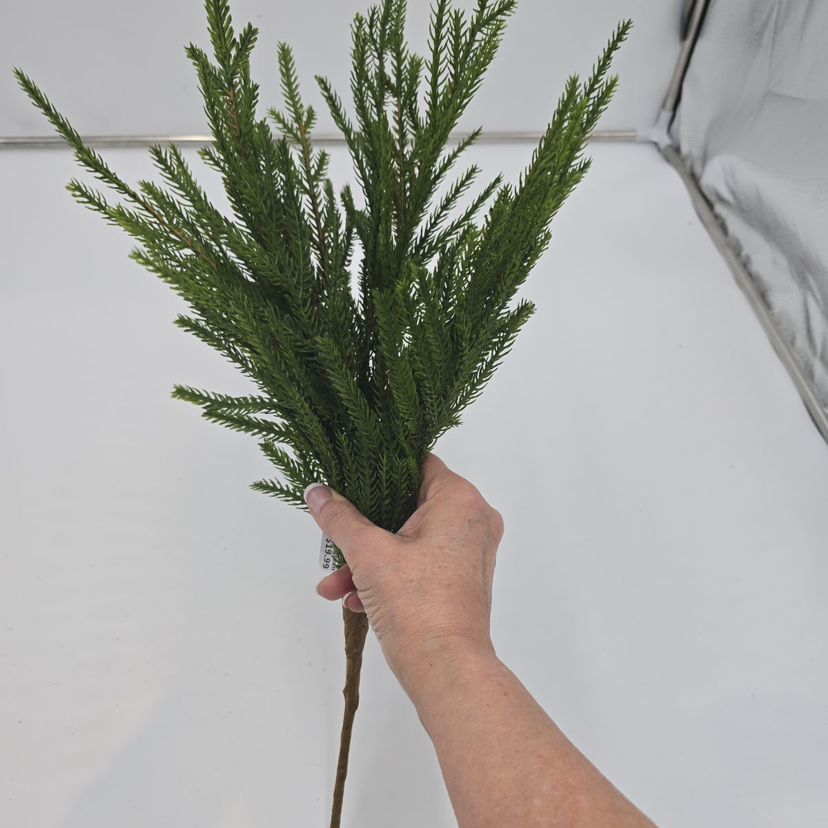 20&quot; Cypress Spry--#ysc110